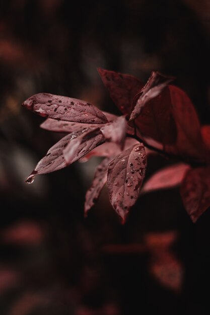 feuilles rouges au milieu de la forêt