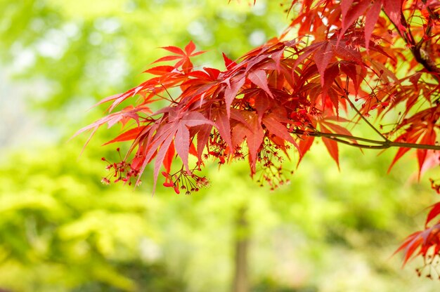 Les feuilles rouges dans une branche