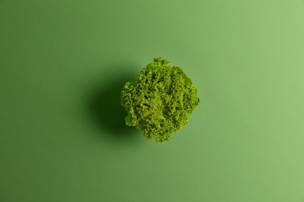 Feuilles de salade de laitue biologique fraîche sur fond vert vif. Mise au point sélective, vue de dessus et espace de copie. Bonne nutrition diététique saine et concept alimentaire. Cuisine végétarienne et légumes