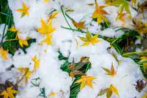 Photo gratuite les feuilles séchées sur la neige