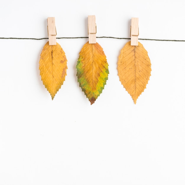 Feuilles séchées suspendues à la corde