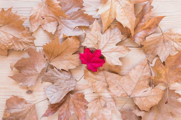 Feuilles sèches d&#39;érable