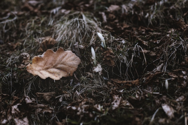 Photo gratuite feuilles sèches en gros plan