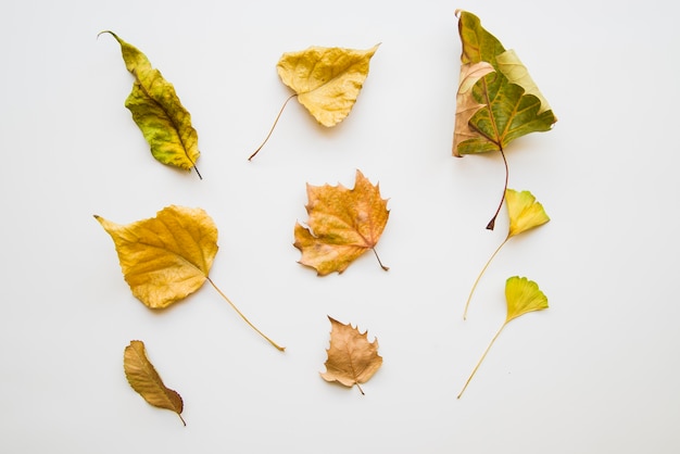 Photo gratuite feuilles sèches jaunes sur fond blanc