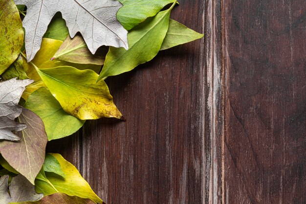 Feuilles sèches à plat avec espace de copie