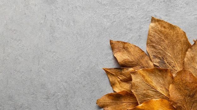 Feuilles sèches à plat avec espace de copie