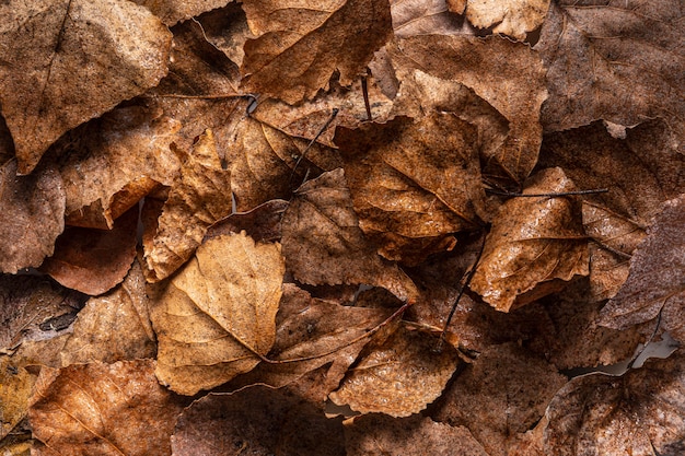 Feuilles sèches à plat