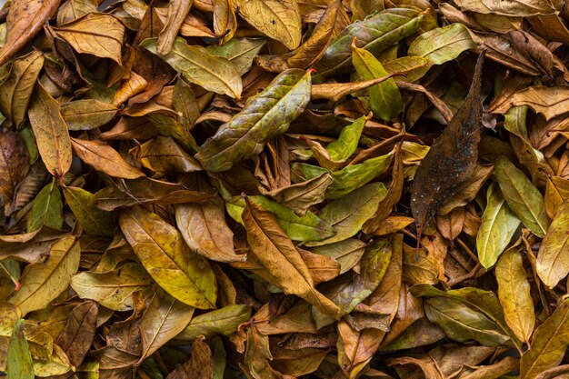 Feuilles sèches à plat