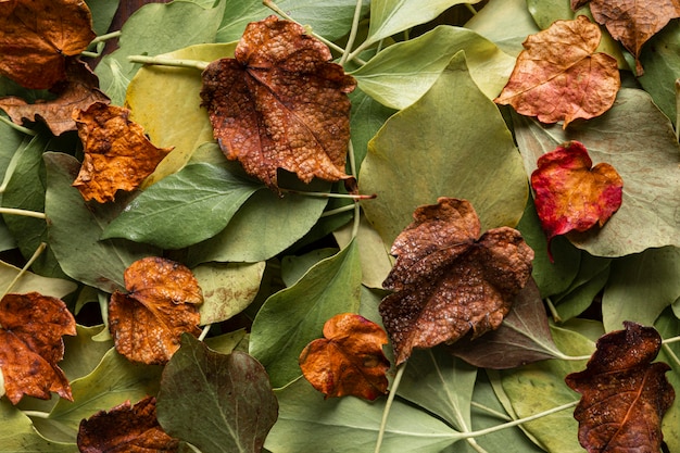 Photo gratuite feuilles sèches à plat