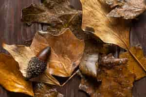 Photo gratuite feuilles sèches à plat