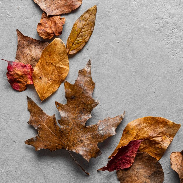 Feuilles sèches à plat