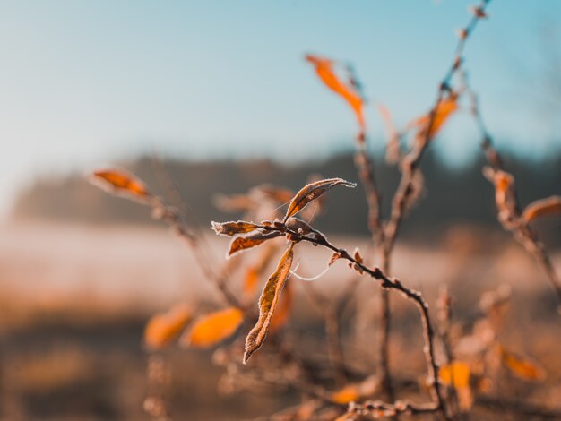 feuilles sèches poussant sur un rameau avec arrière-plan flou