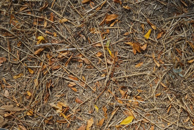 Feuilles sèches tombées et herbe morte les conséquences de la sécheresse dans les forêts Vue de dessus des feuilles mortes risque d'incendie Écran de veille ou bannière pour mettre en évidence les problèmes environnementaux dus au changement climatique