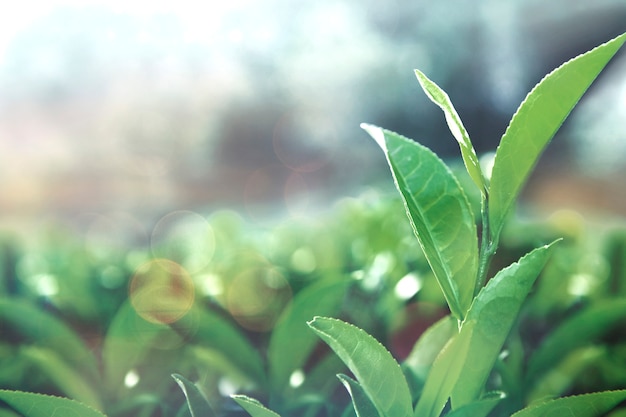 Photo gratuite feuilles de thé en bonne santé