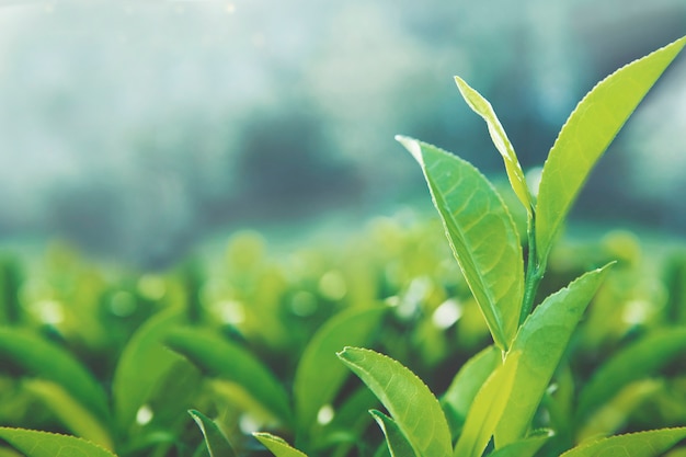 Feuilles de thé en bonne santé