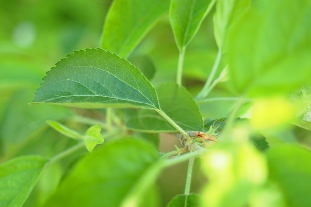 Feuilles de thé vert.