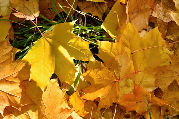 &quot;Feuilles tombées sur l&#39;herbe&quot;