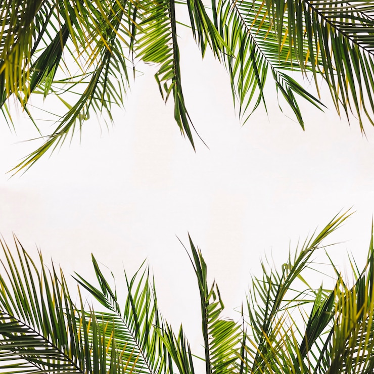 Photo gratuit feuilles tropicales avec espace