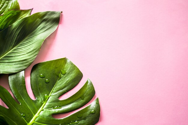 feuilles tropicales sur fond coloré