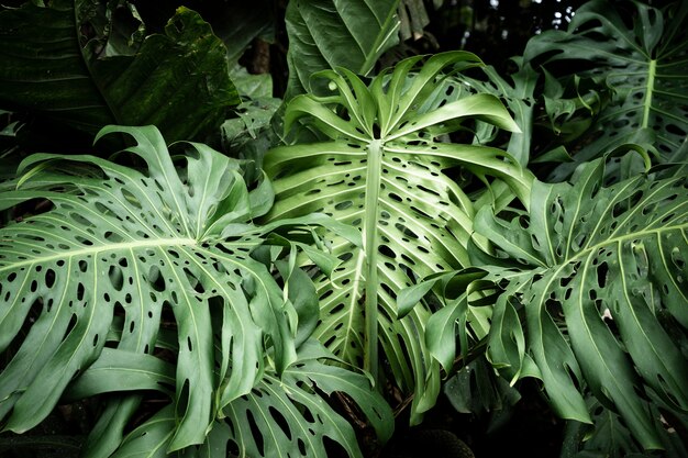 Feuilles tropicales vue de face