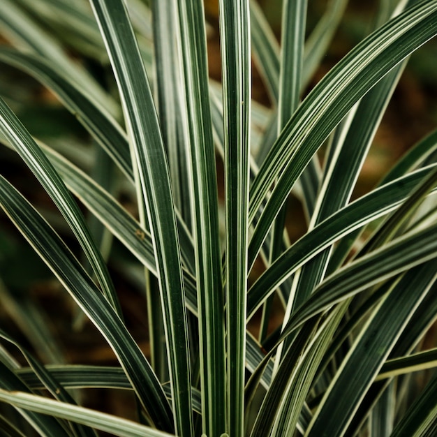 Feuilles tropicales