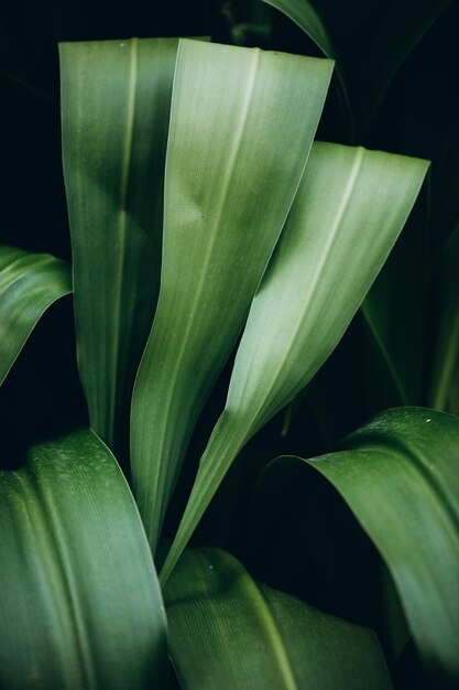 Feuilles vert foncé tropicales de palmier