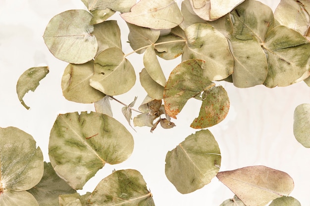 Photo gratuite feuilles vert pâle dans de l'eau de couleur blanche