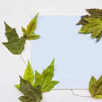 Photo gratuite feuilles vertes autour de la feuille de papier bleue