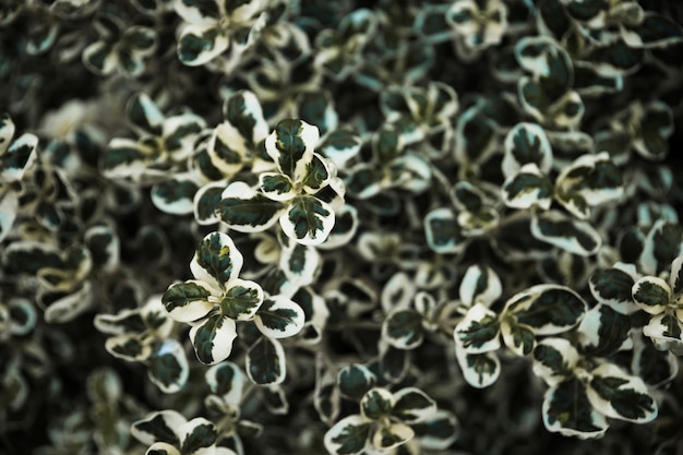 Feuilles vertes et blanches mignons