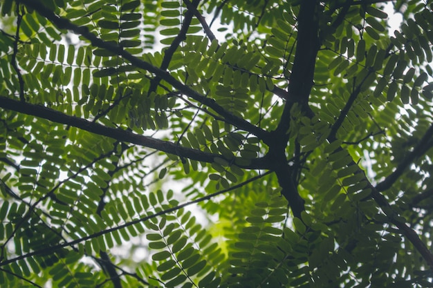 Photo gratuite feuilles vertes et branches d'arbres au-dessus des têtes