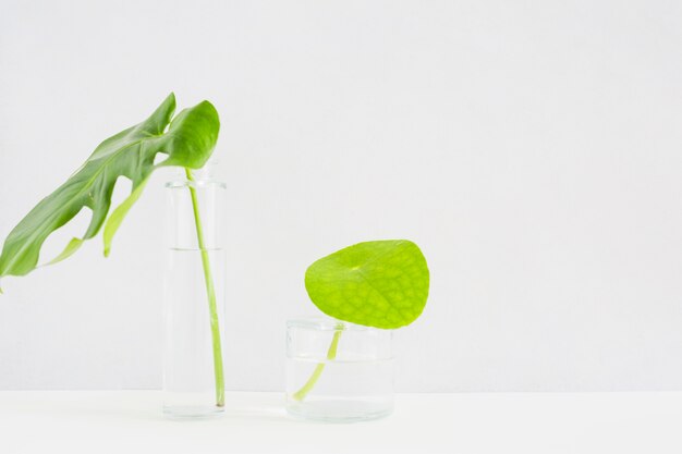 Feuilles vertes dans un vase en verre transparent sur fond blanc
