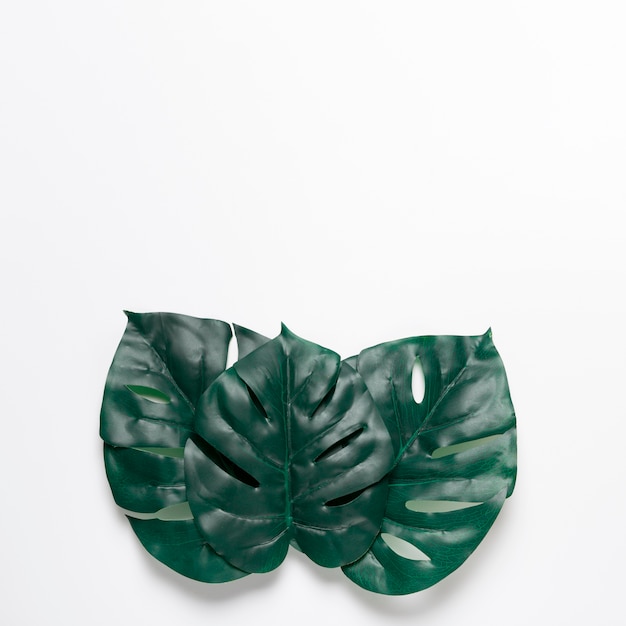 Photo gratuite feuilles vertes sur fond blanc avec espace de copie