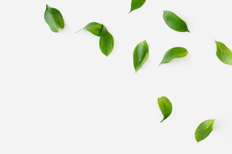 Photo gratuit feuilles vertes sur fond blanc
