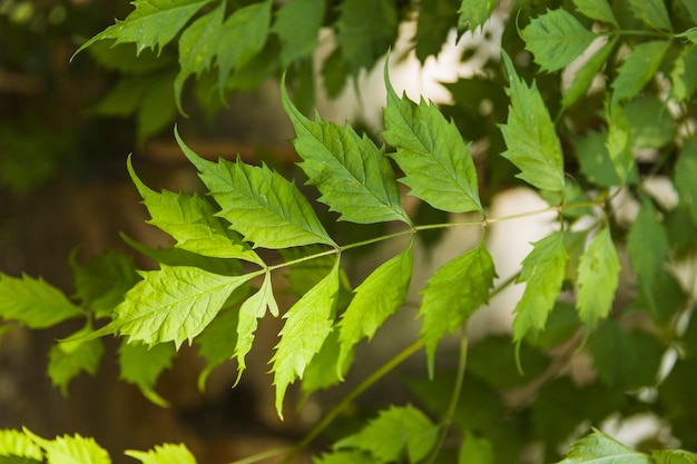 Feuilles vertes fraîches