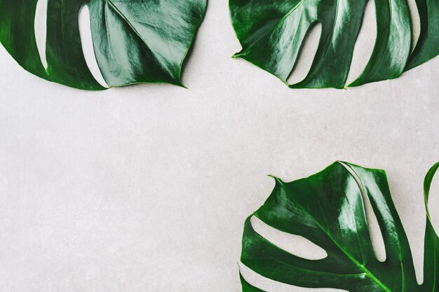 Feuilles vertes monstera sur gris