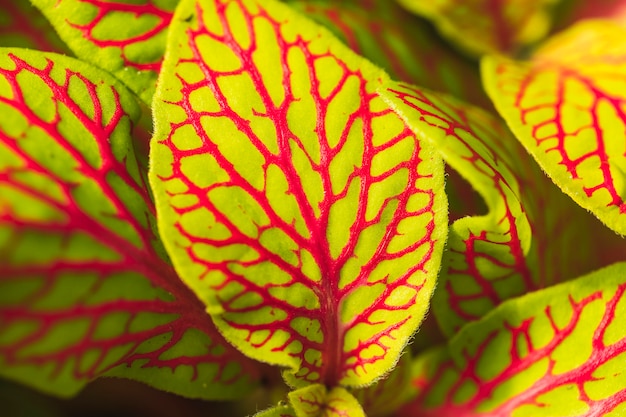 Photo gratuite feuilles vertes avec motif rouge