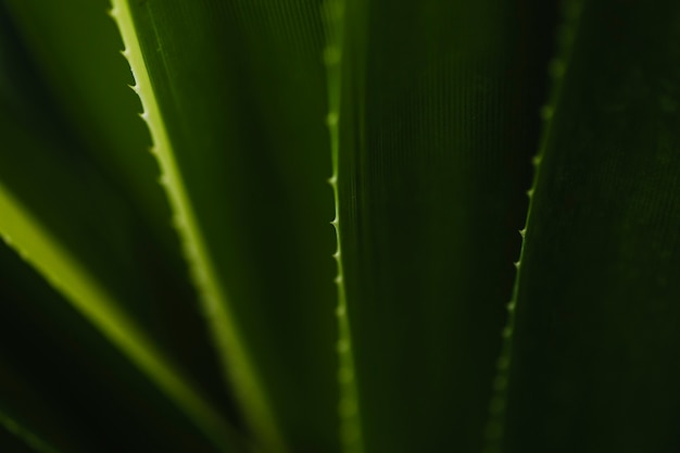 Photo gratuite feuilles vertes avec des pointes