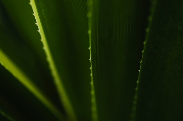 Feuilles vertes avec des pointes