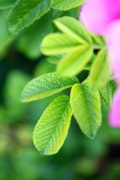 Feuilles vertes sauvages