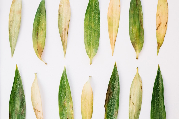 Photo gratuit feuilles vertes sur la table blanche