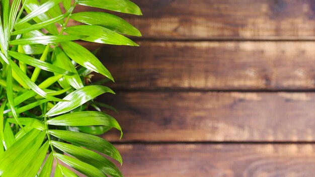 Feuilles vertes et table en bois