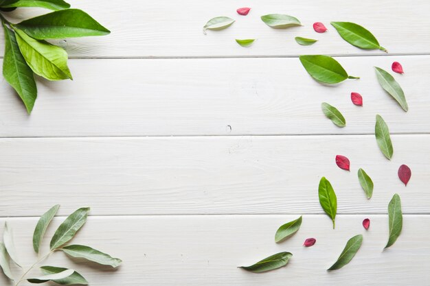 Feuilles vertes sur la table