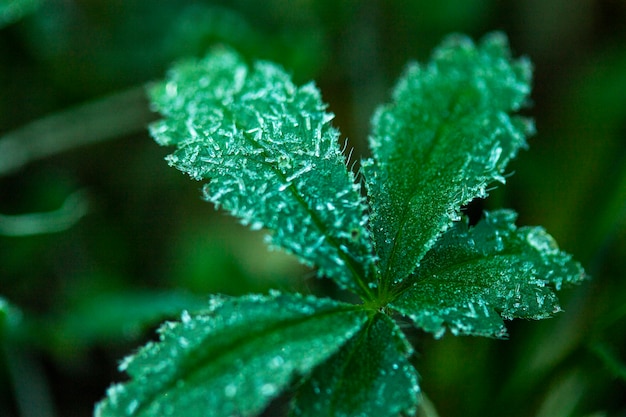 Feuilles vertes