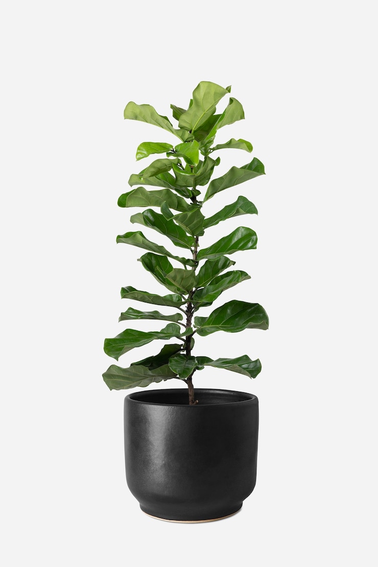 Photo gratuit fiddle feuille figuier dans un pot
