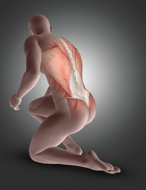 Figure masculine 3D agenouillée avec les muscles du dos mis en évidence