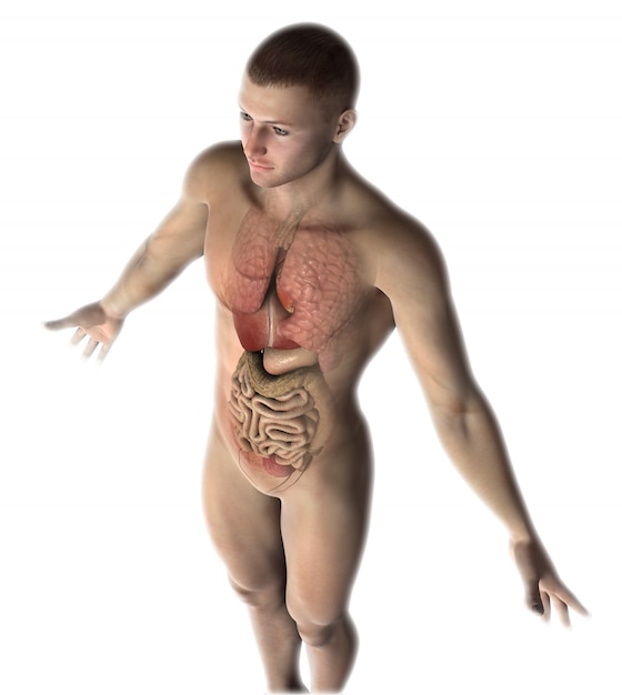 Figure masculine 3D avec organes internes