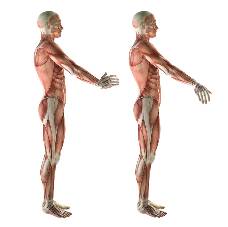 Photo gratuit figurine médicale 3d montrant la déviation radiale du poignet et la déviation ulnaire