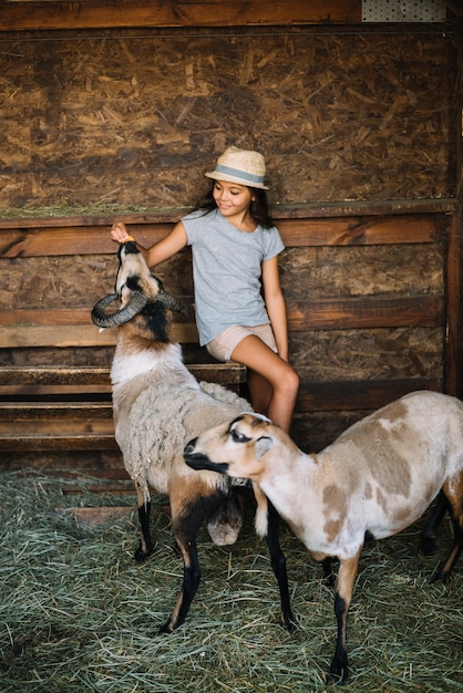 Fille assise dans la grange en train de nourrir des moutons