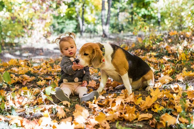 Fille jouant avec un chien Beagle assis dans une feuille d&#39;érable à la forêt