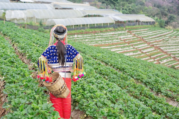 Des filles tribales ramassent des fraises